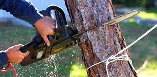 Best Tree Mulching  in Akron, IA