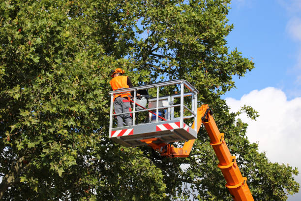 Best Palm Tree Trimming  in Akron, IA
