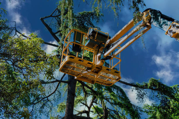 Best Tree Health Inspection  in Akron, IA
