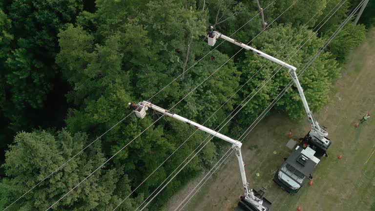 Professional Tree Services in Akron, IA