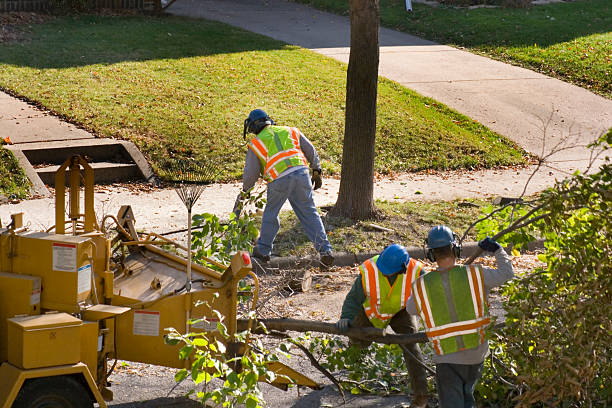 How Our Tree Care Process Works  in  Akron, IA