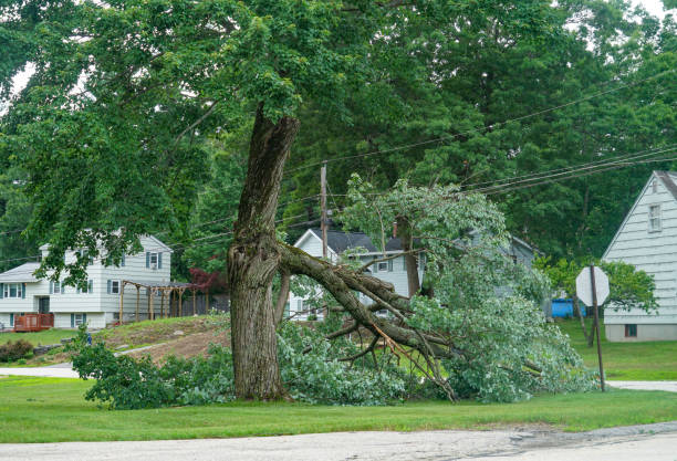 Best Emergency Tree Removal  in Akron, IA